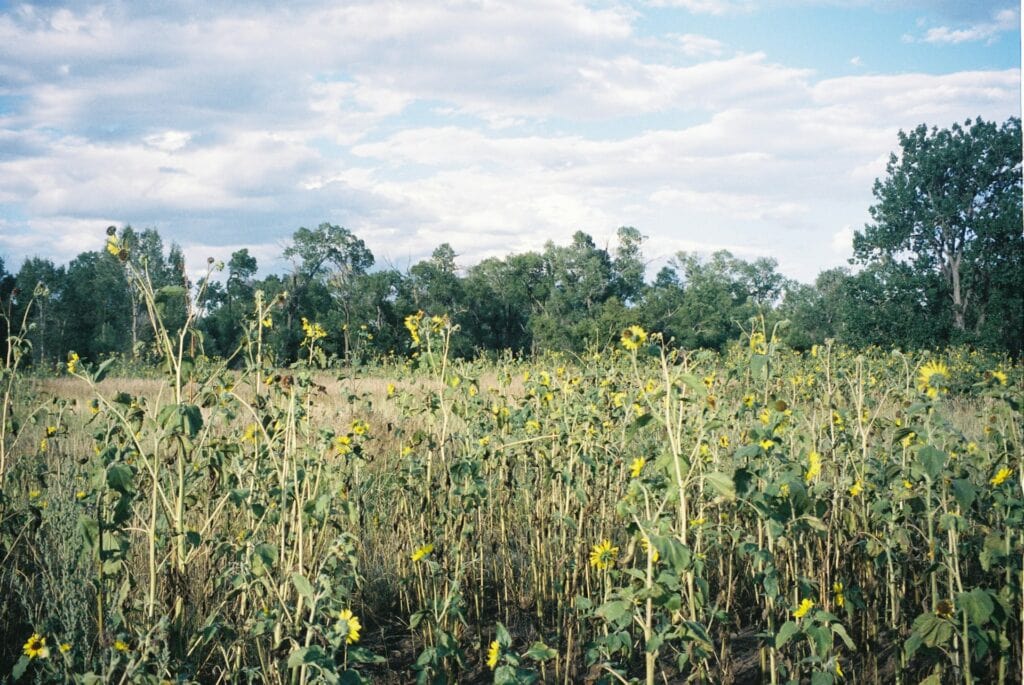 field of sunflowers in front of a forest