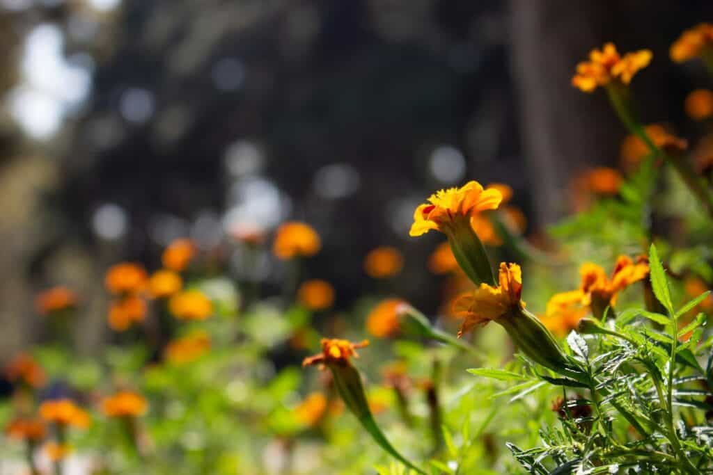 a patch of orange marigold flowers