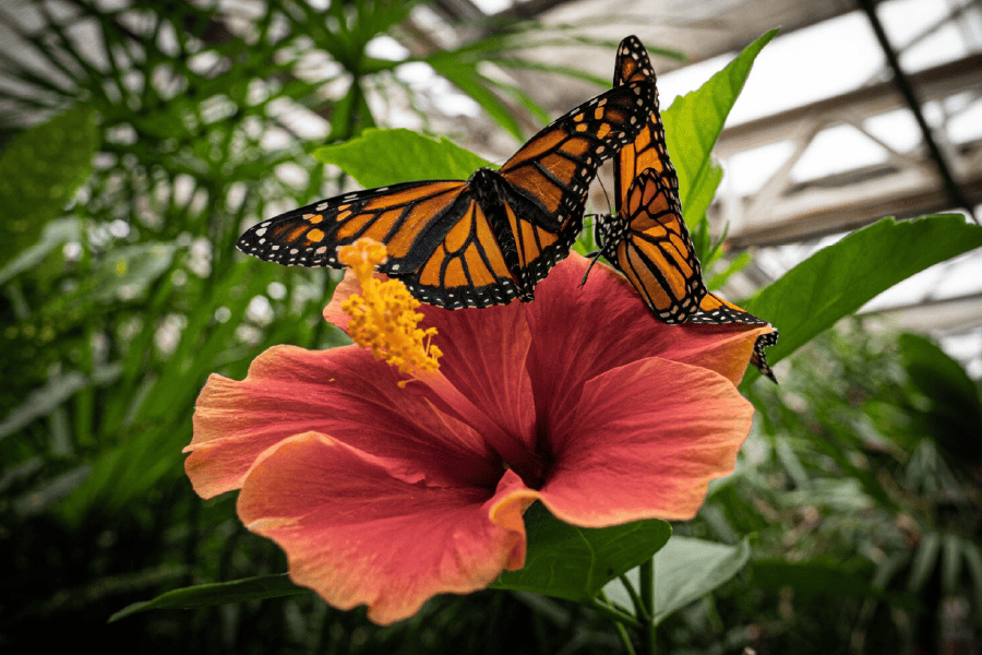 Orange butterfly on a hibscus flower