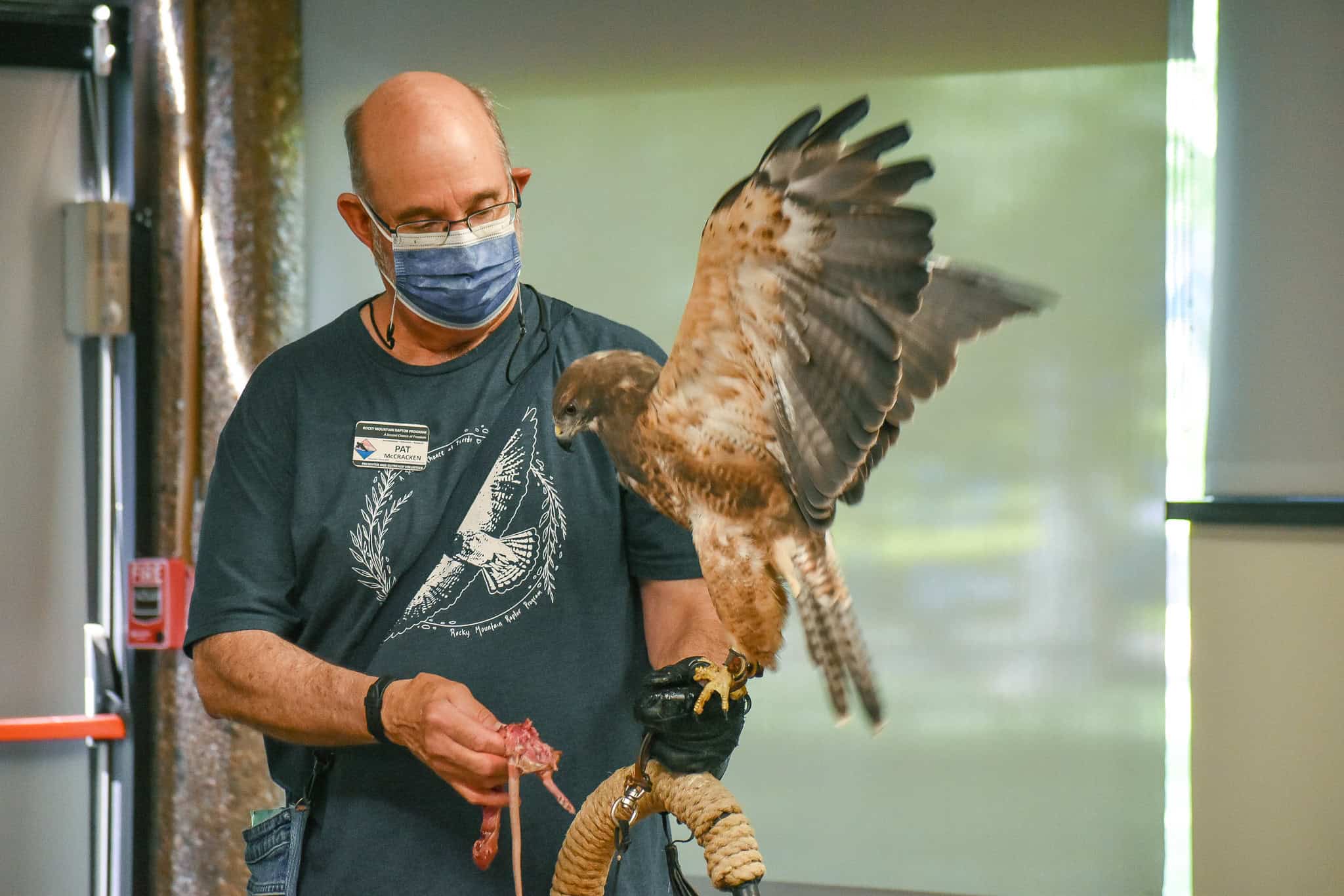 Man holding a large bird of prey flapping its wings