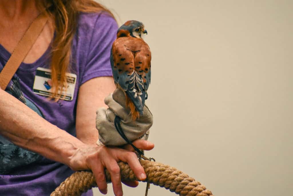 Brazo de mujer sosteniendo pequeño halcón peregrino