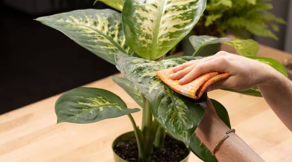 mujer cuidando una planta de interior