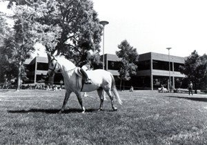 Black and white photo of a person on a horse in front of Main Library in Fort Collins