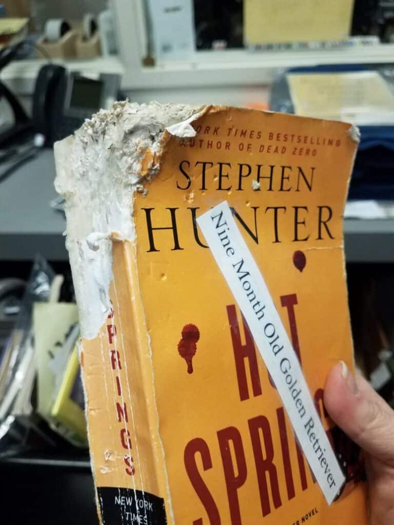 Chewed on spine of a book with a label reading "nine month old golden retriever"