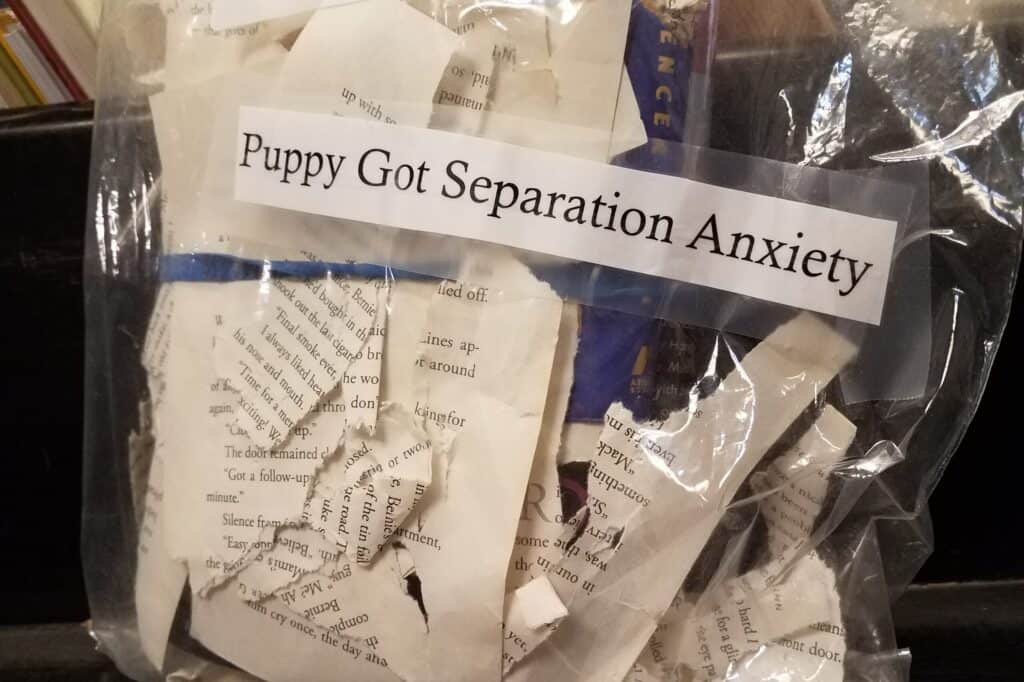 Libro triturado en una bolsa con la etiqueta "el cachorro tiene ansiedad por separación"