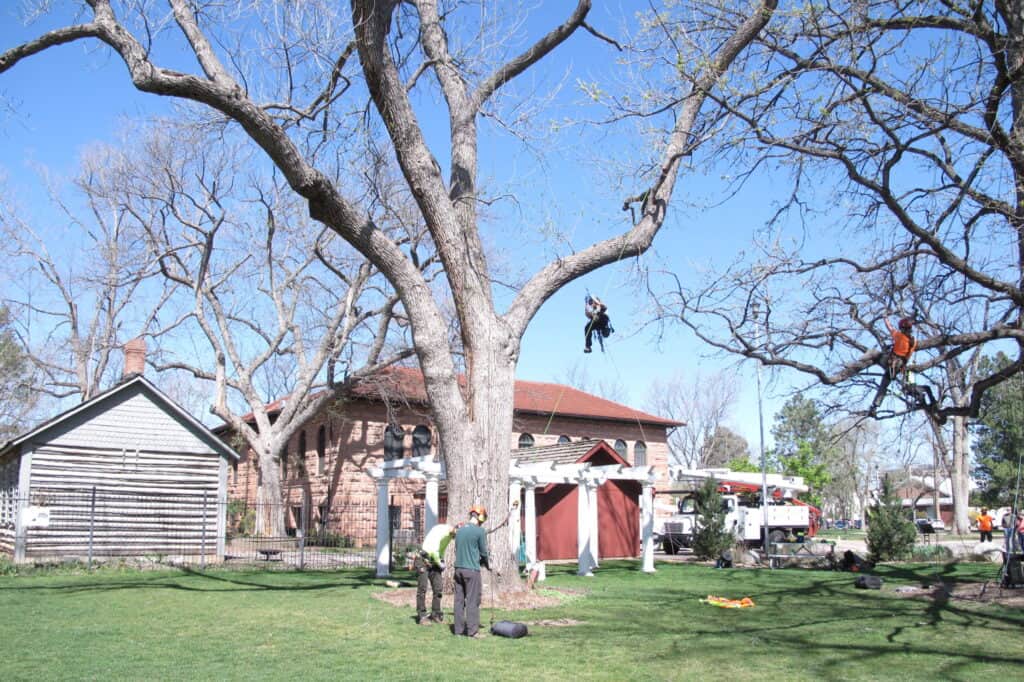 Arboricultores repelen la caída de árboles en el parque de la biblioteca