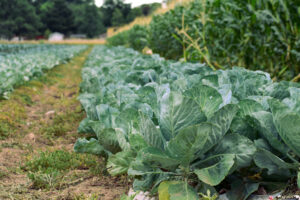 vegetables growing on a farm in fort collins