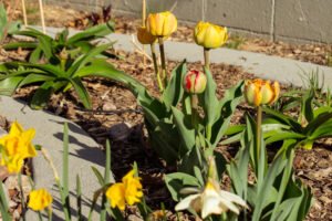 yellow tulips and daffodils blooming in a garden