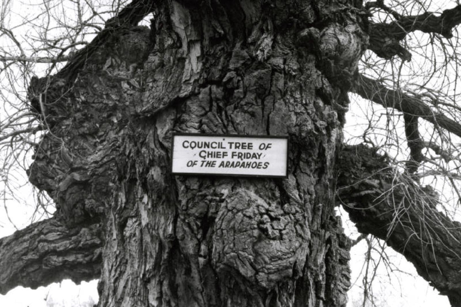 historic image of the arapaho council tree