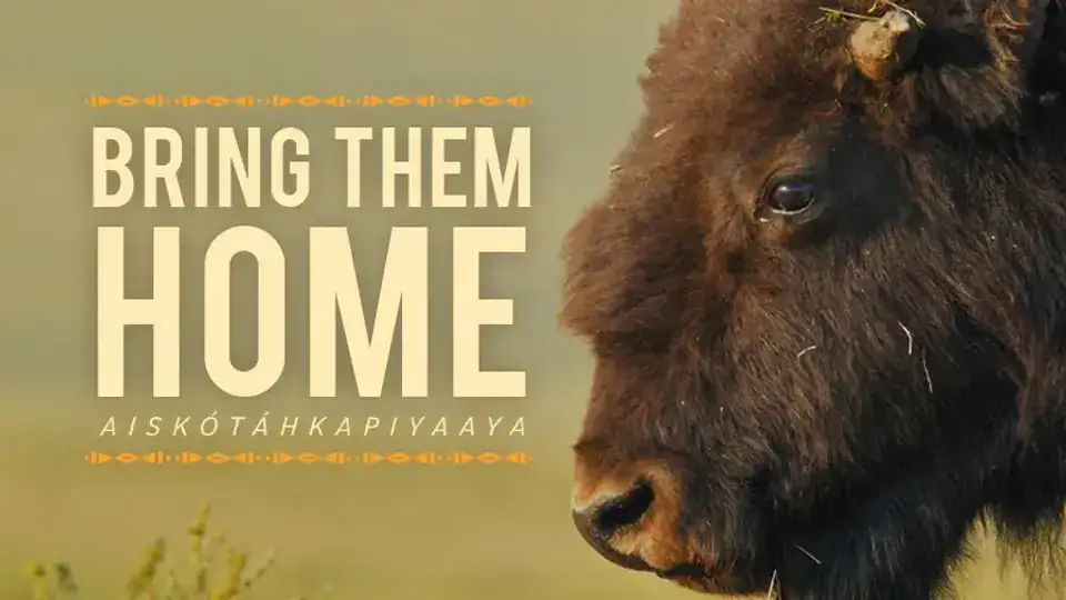 bring them home movie poster