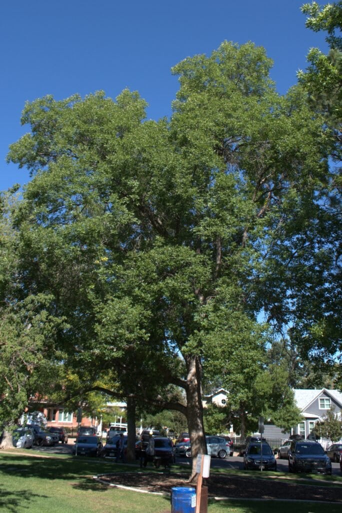Green ash tree in Library Park - 3rd largest ash in Colorado