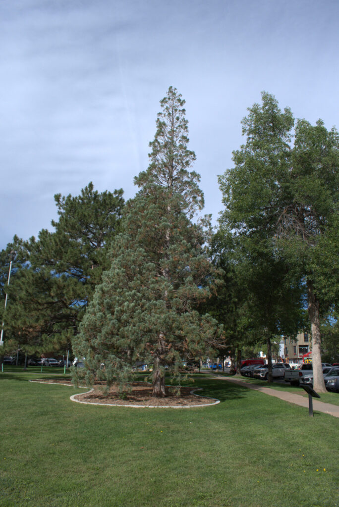 Giant Sequoia tree in Library Park
