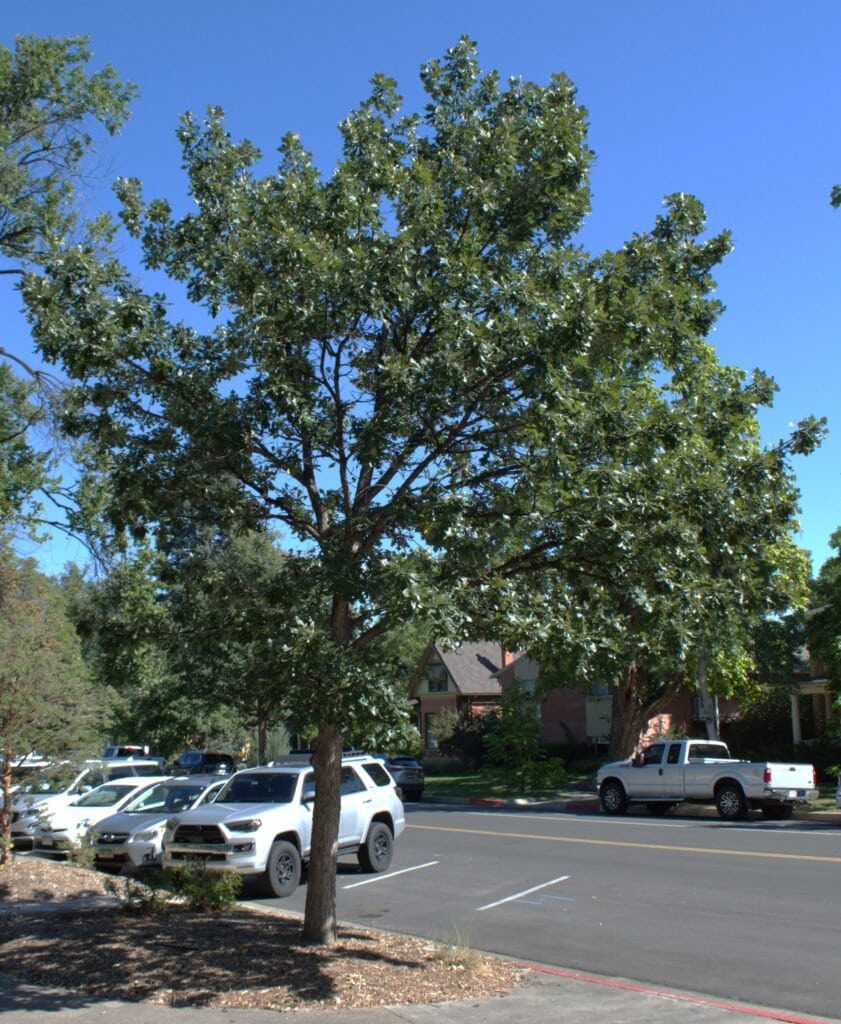 Bur oak tree planted in library park in 2006 to honor former director, Larry Webber