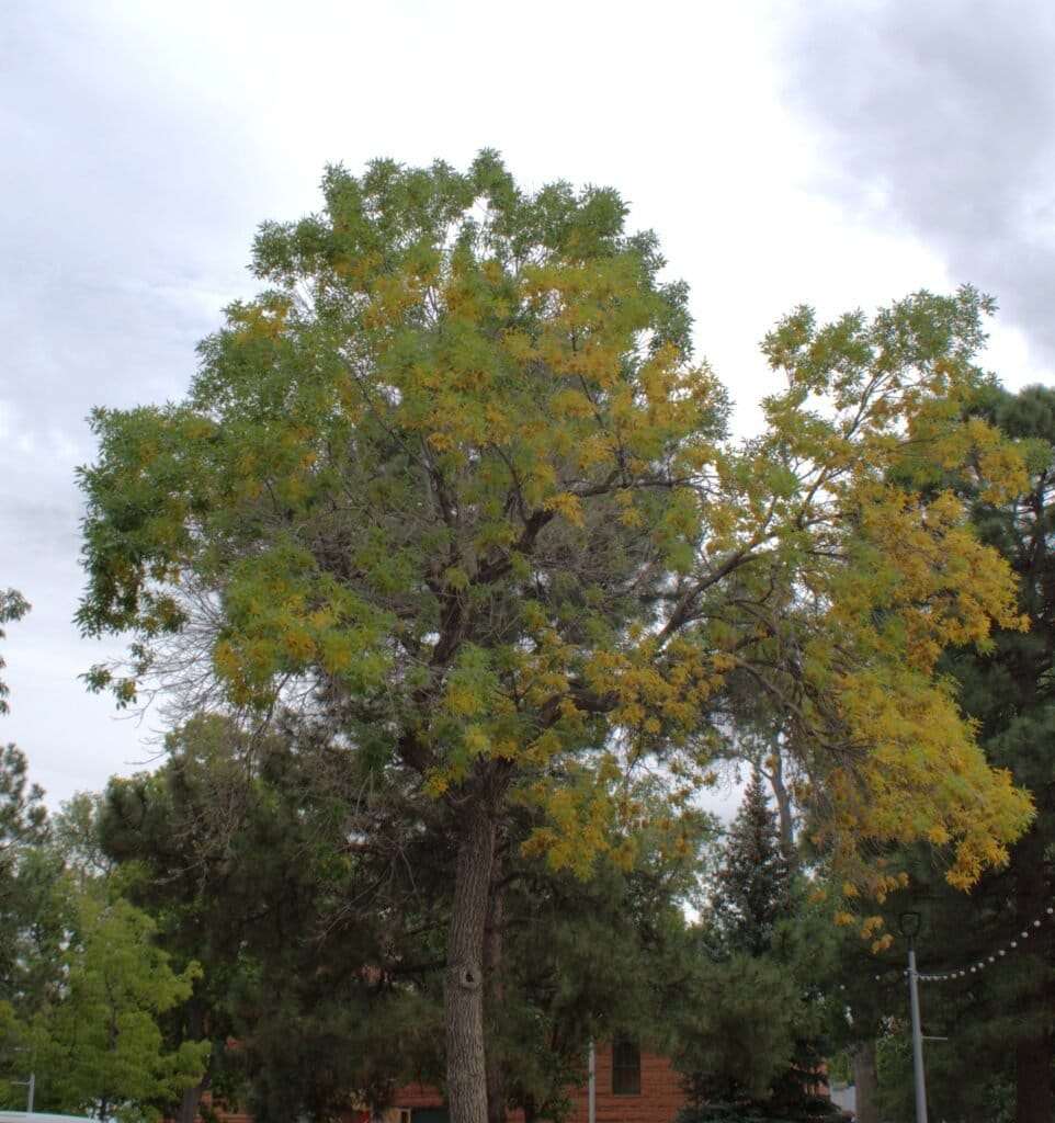 Old American elm tree in library park